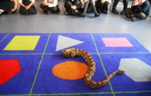 Secondary School Animal Workshop