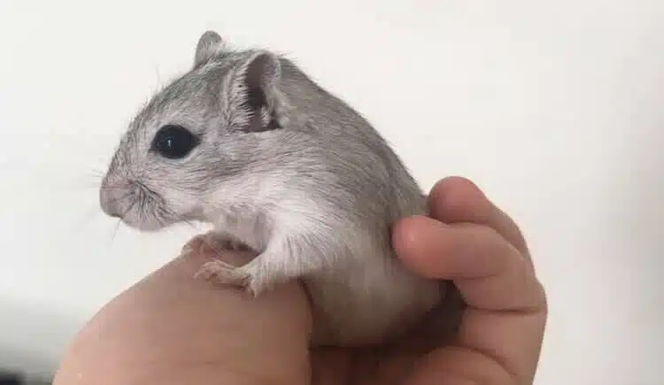 Gerbil