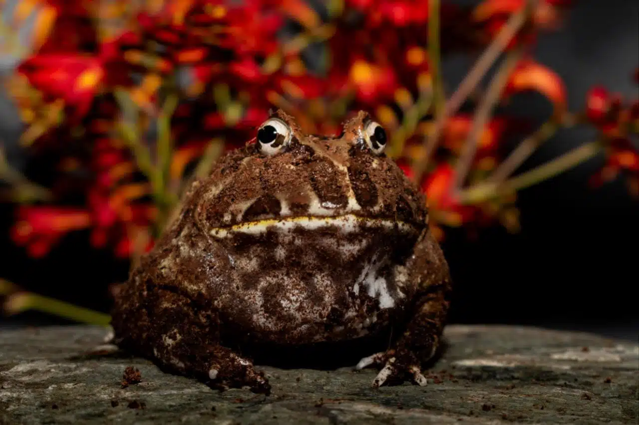 Pacman Frog
