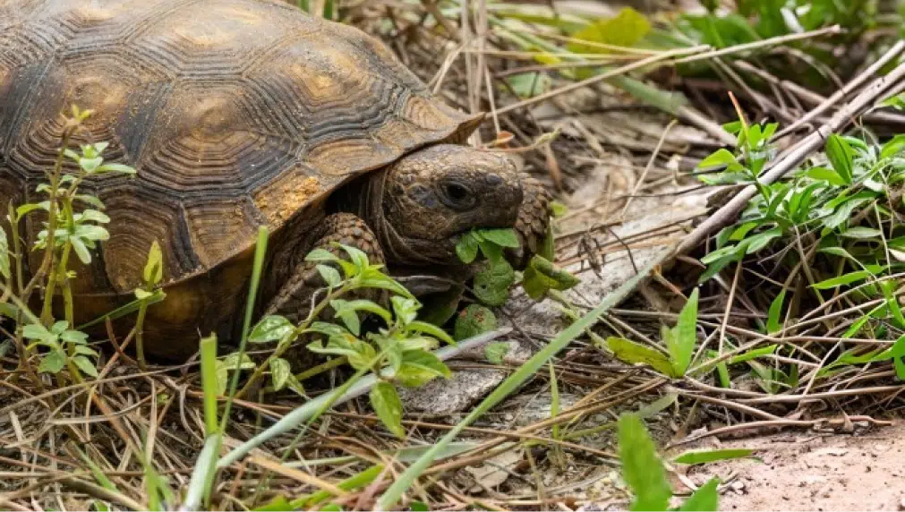 Tortoise