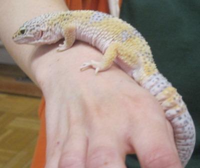 Reptile Handling Experience - WildSci