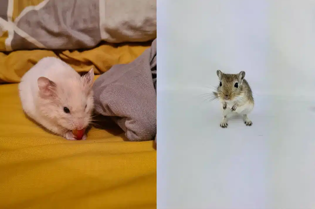 Difference between a Gerbil and a Hamster