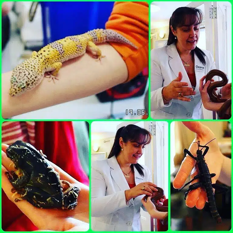 Hire Mobile Petting Zoo