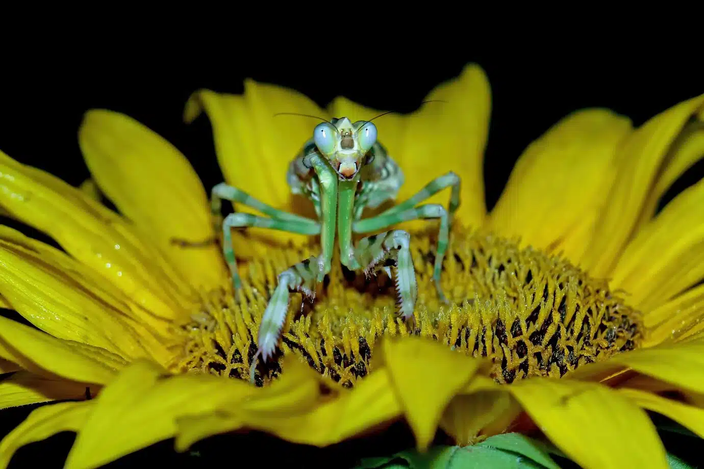 Invertebrates