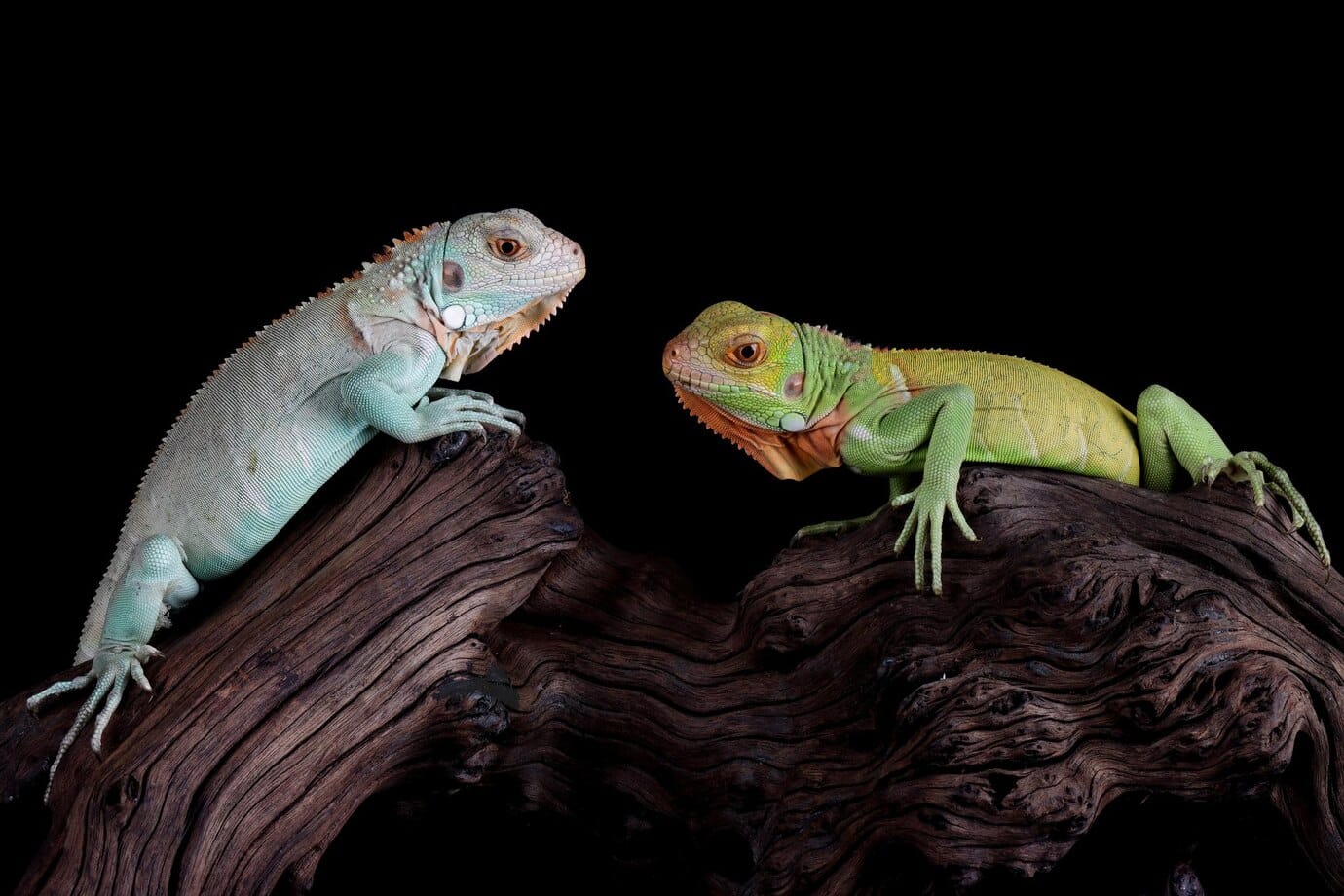Reptiles