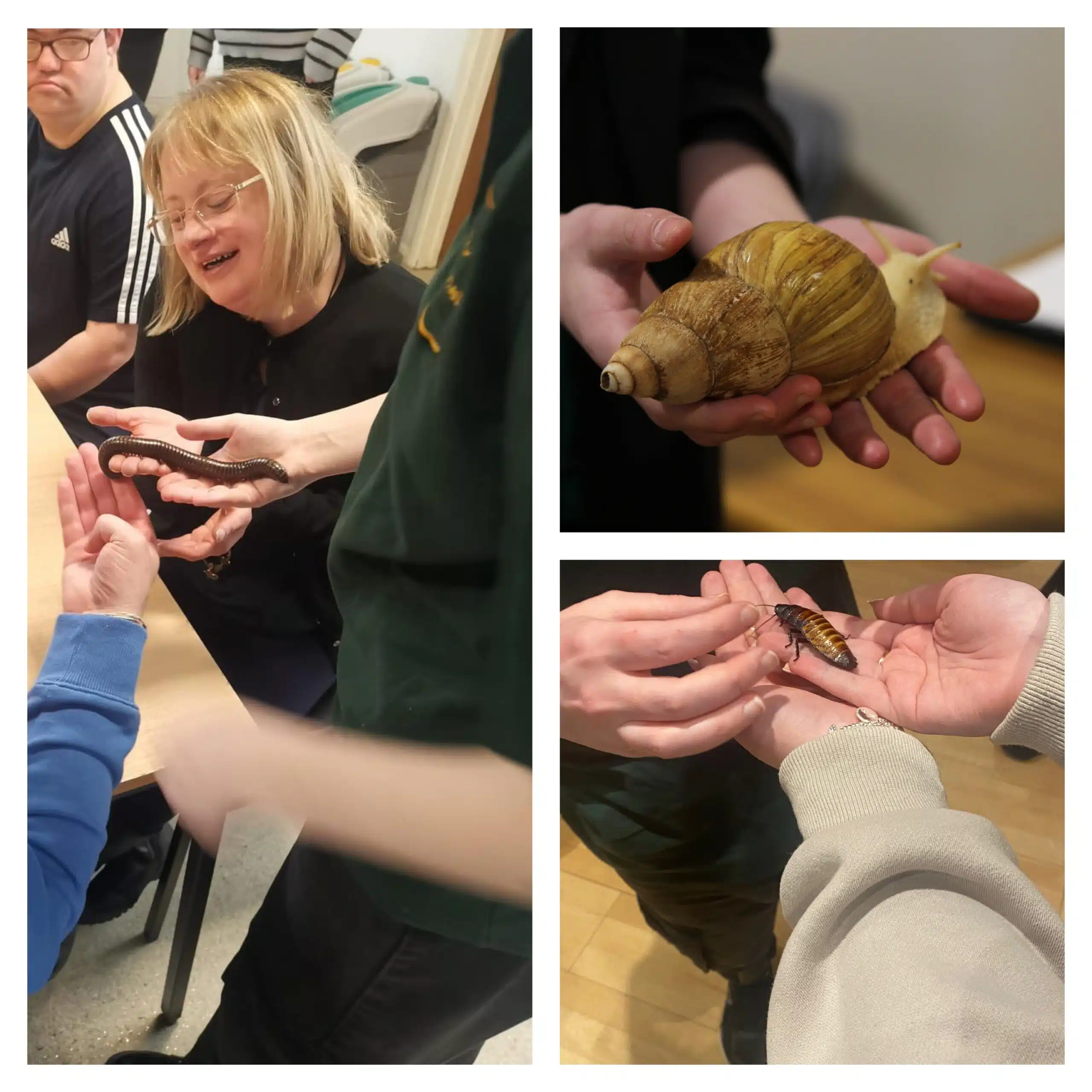 Live Animals and Minibeasts Workshops for Schools