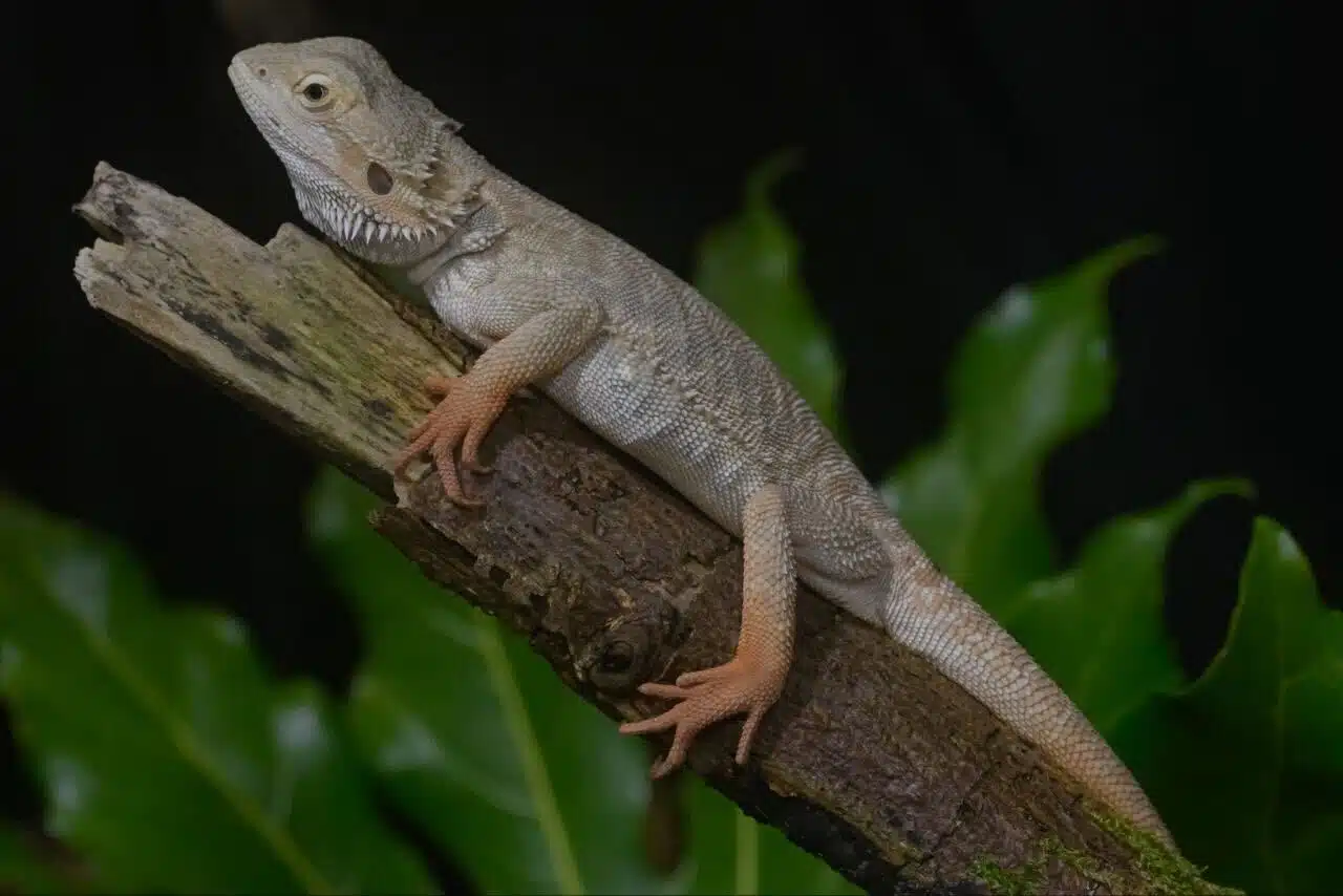 Animals and Facts