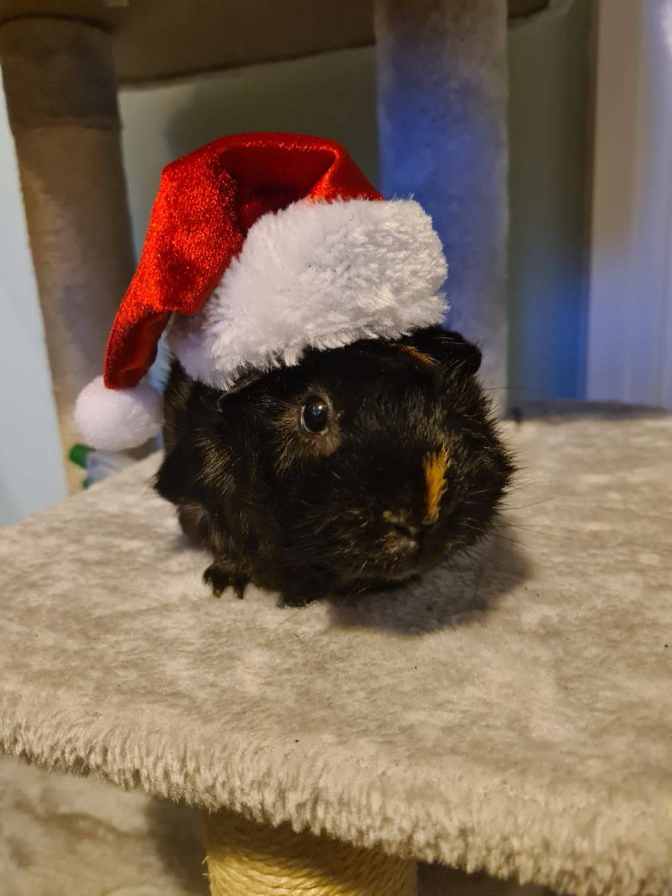 Magical Christmas Animal Parties for Families Across the UK