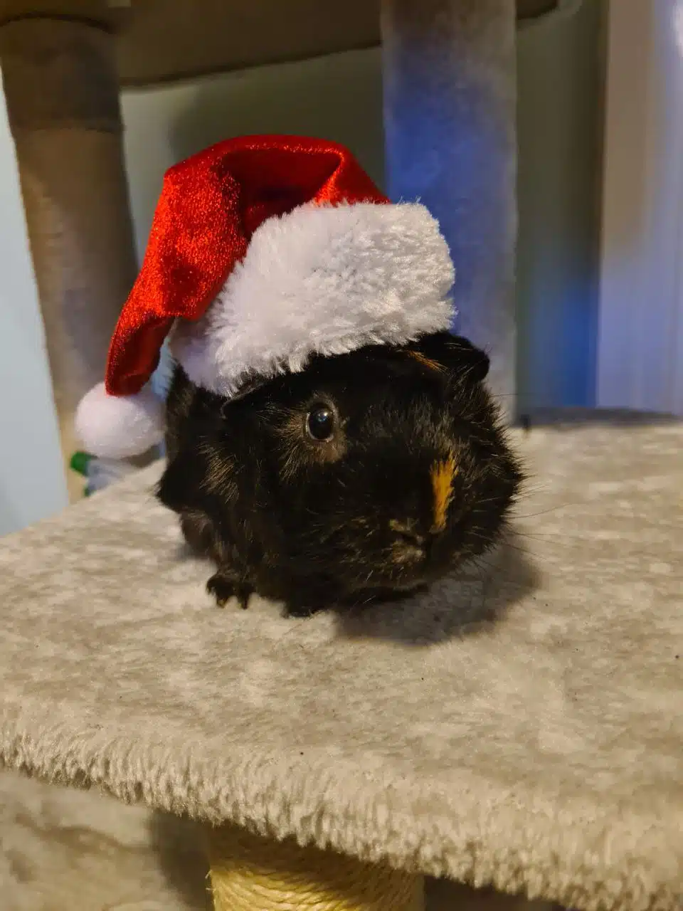 Magical Christmas Animal Parties for Families