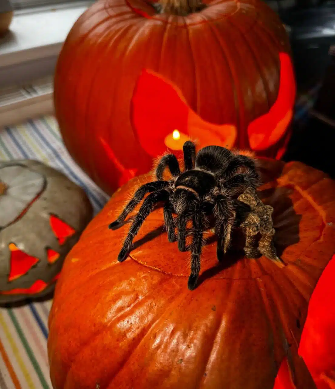 Seasonal Story Shows